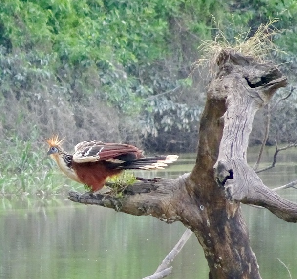 Hoatzin