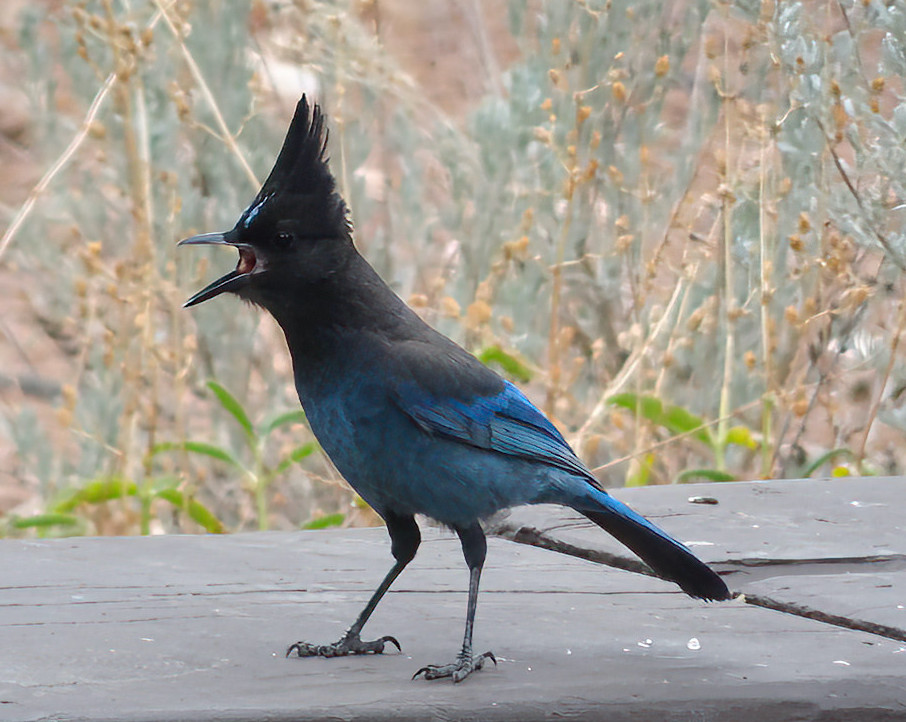 Steller's Jay