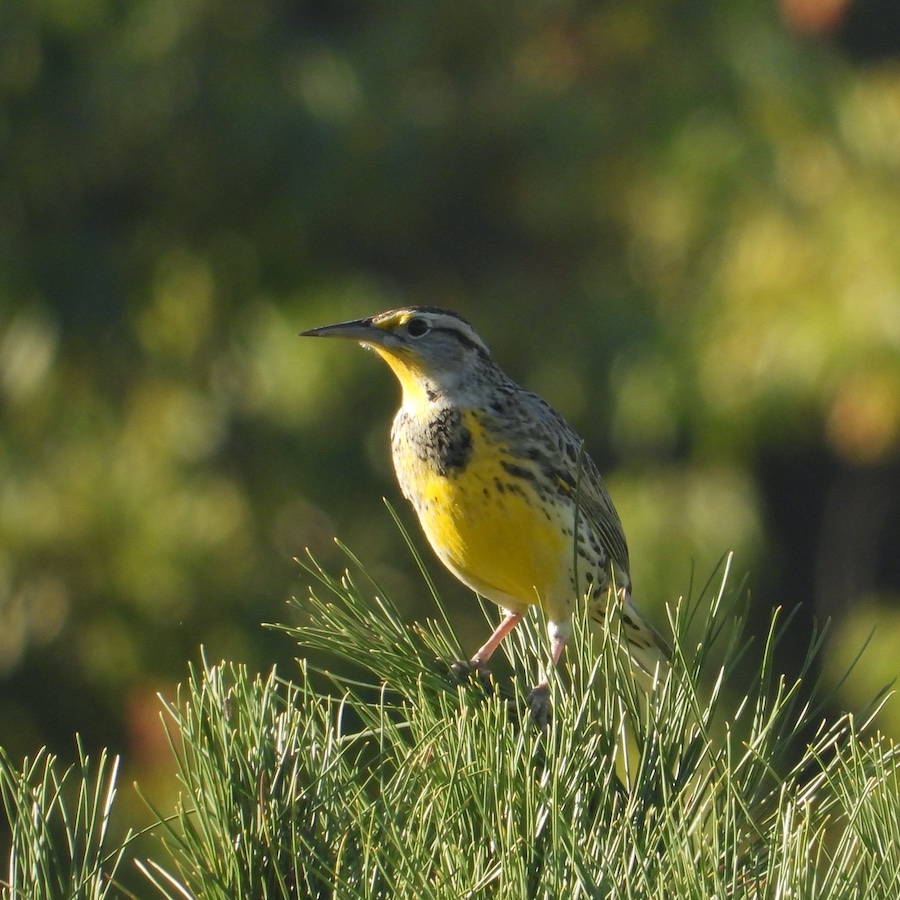 Western Meadowlark