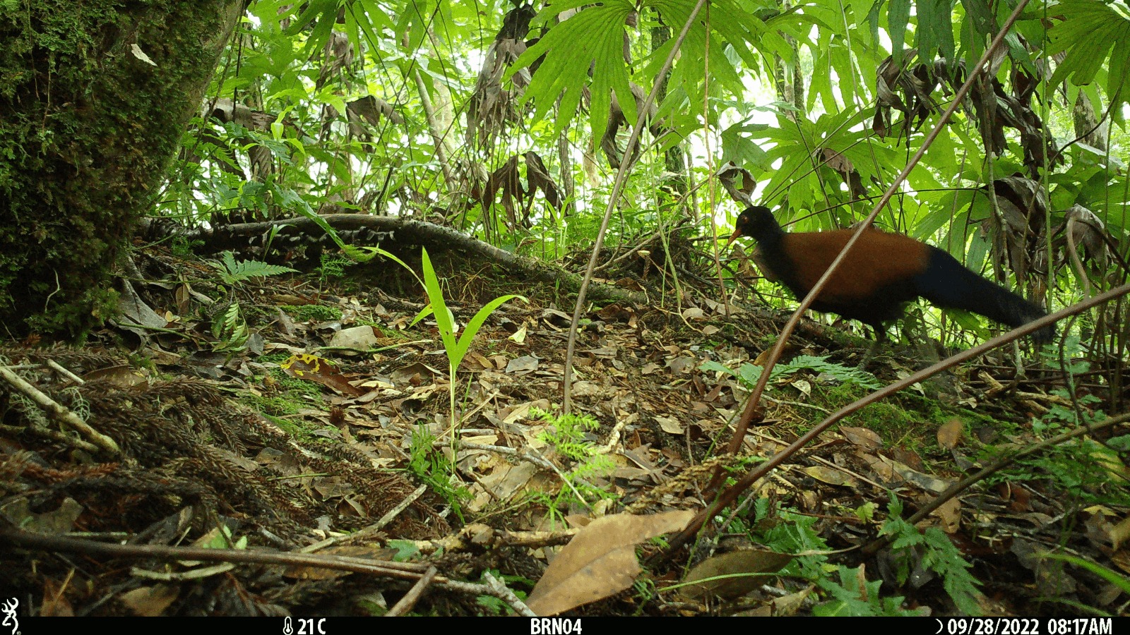 Black-naped Pheasant pigeon