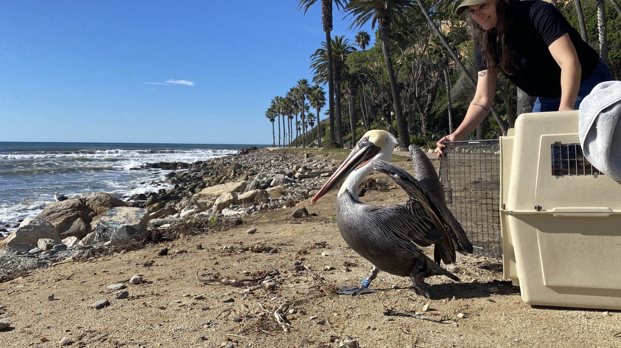 Brown Pelican with a tracking band being released in San Pedro, CA